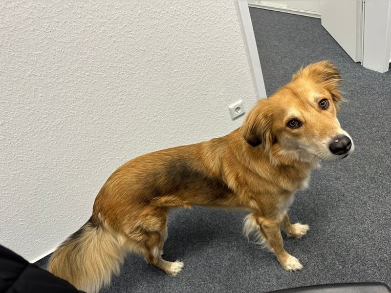 Barney sucht ein ruhiges Zuhause