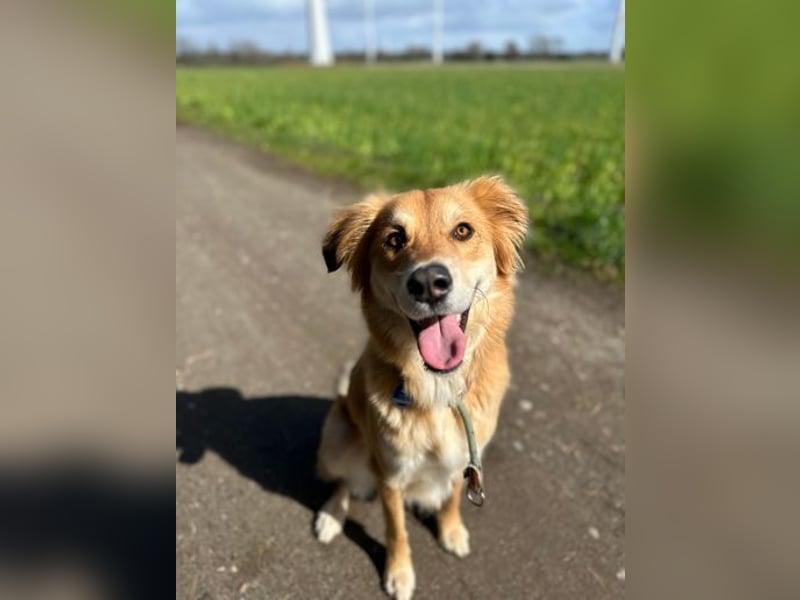 Barney sucht ein ruhiges Zuhause