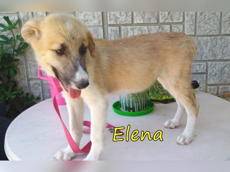 Elena geb. 04/2026 (in Deutschland) - süßes Hundemädchen sucht ihr Körbchen!