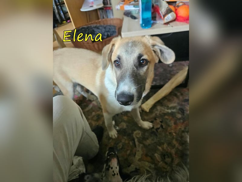 Elena geb. 04/2026 (in Deutschland) - süßes Hundemädchen sucht ihr Körbchen!