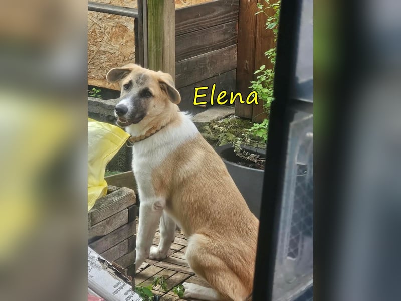 Elena geb. 04/2026 (in Deutschland) - süßes Hundemädchen sucht ihr Körbchen!