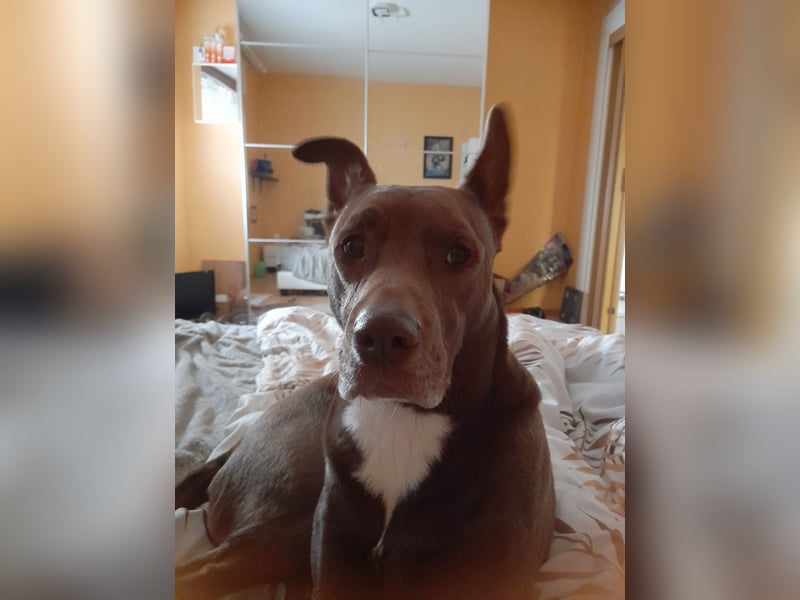 Dringend Hund abzugeben, aus Gesundheitlichen Gründen.