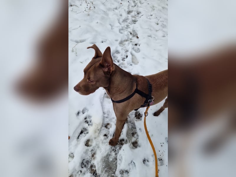 Dringend Hund abzugeben, aus Gesundheitlichen Gründen.