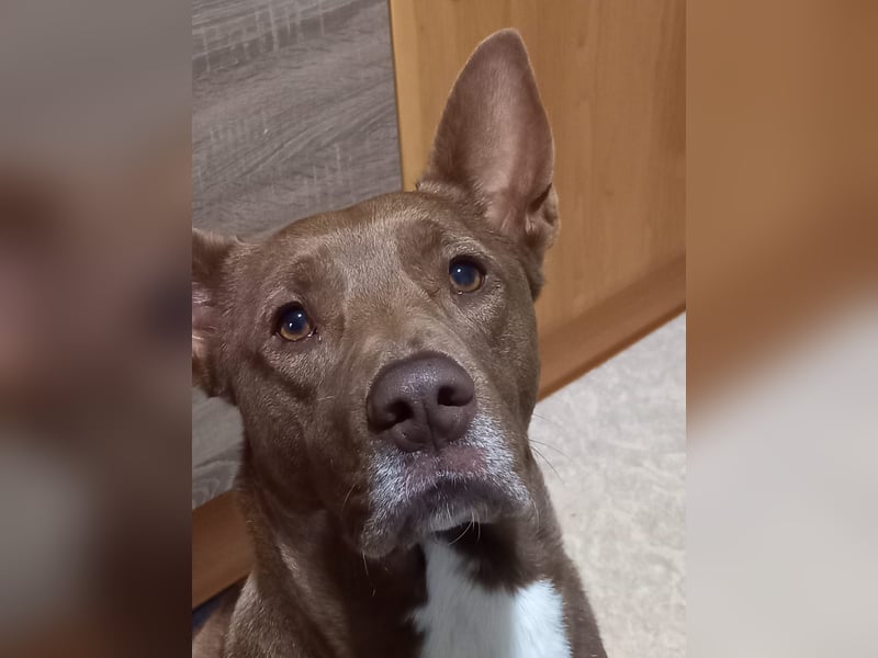 Dringend Hund abzugeben, aus Gesundheitlichen Gründen.