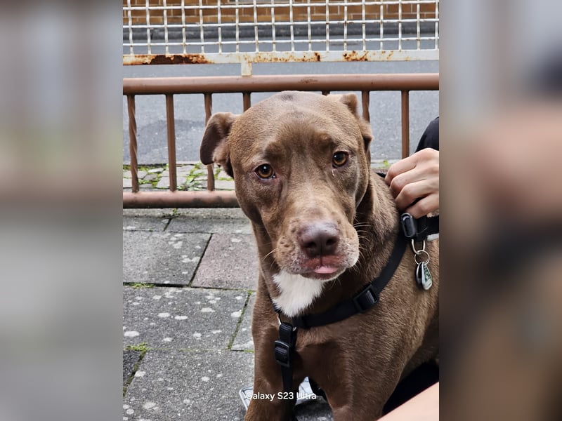 Dringend Hund abzugeben, aus Gesundheitlichen Gründen.