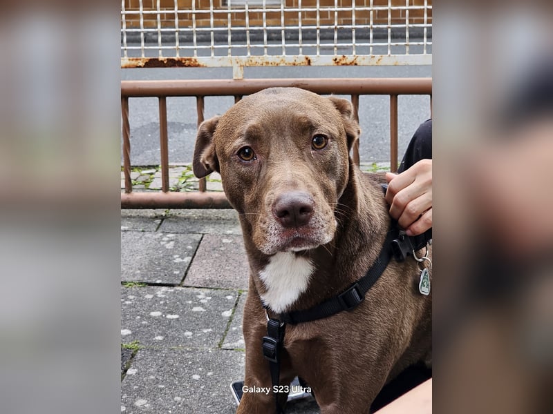 Dringend Hund abzugeben, aus Gesundheitlichen Gründen.
