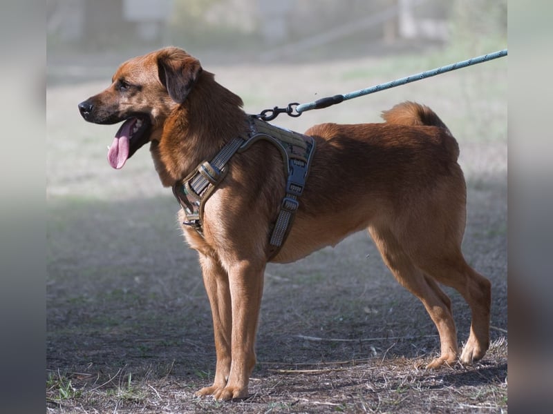 Caju – sensibel und liebevoll