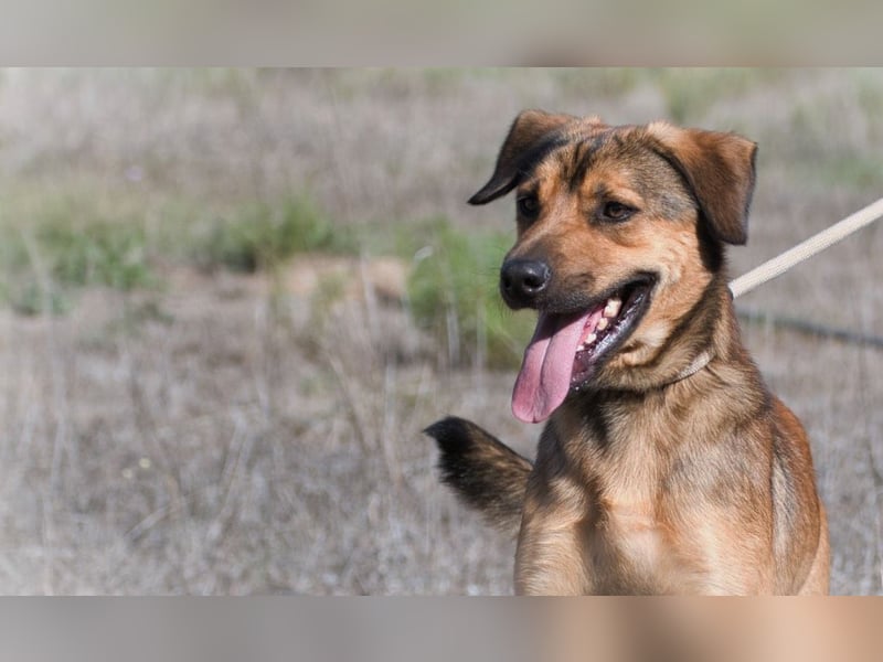 Cid – ein lieber Junge