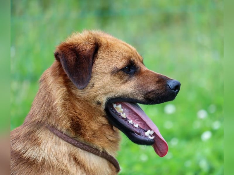 Caju – sensibel und liebevoll