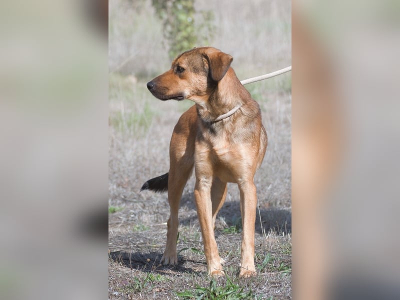 Cid – ein lieber Junge