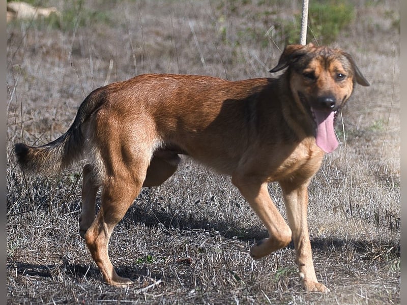 Cid – ein lieber Junge