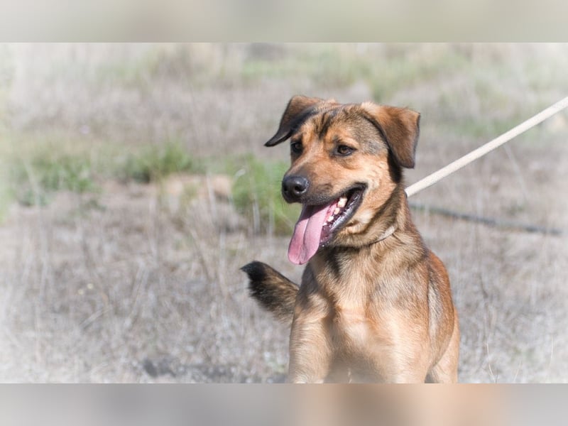 Cid – ein lieber Junge