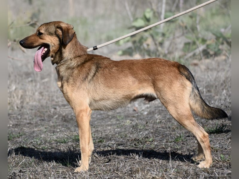 Cid – ein lieber Junge