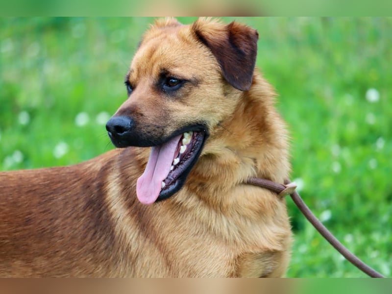 Caju – sensibel und liebevoll