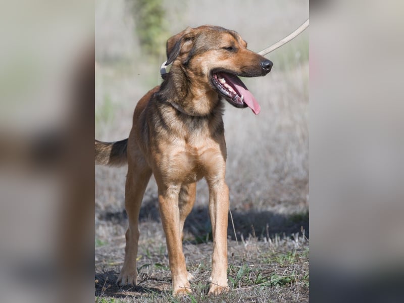 Cid – ein lieber Junge