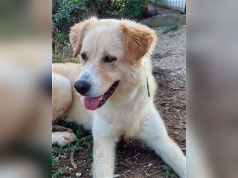 Mona - ein Herz auf 4 Pfoten