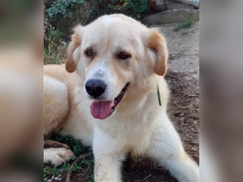 Mona - ein Herz auf 4 Pfoten