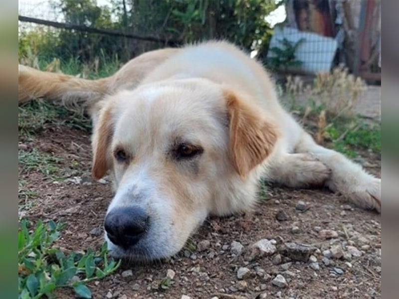 Mona - ein Herz auf 4 Pfoten