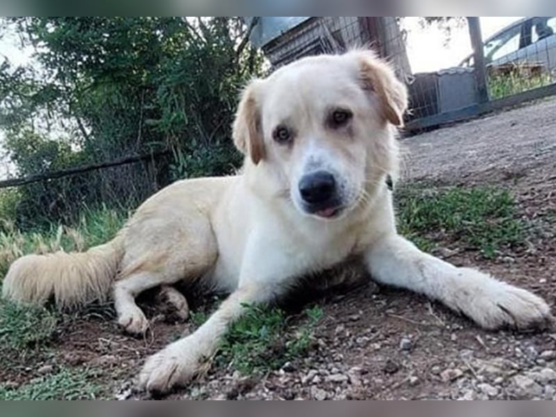 Mona - ein Herz auf 4 Pfoten