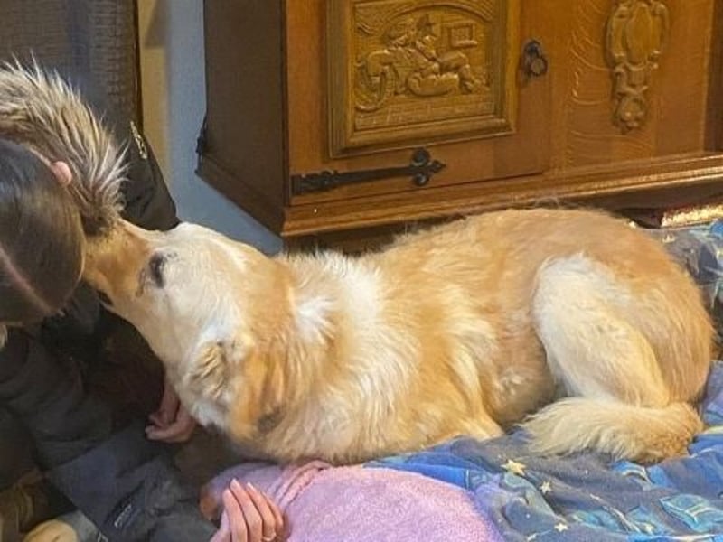 Mona - ein Herz auf 4 Pfoten