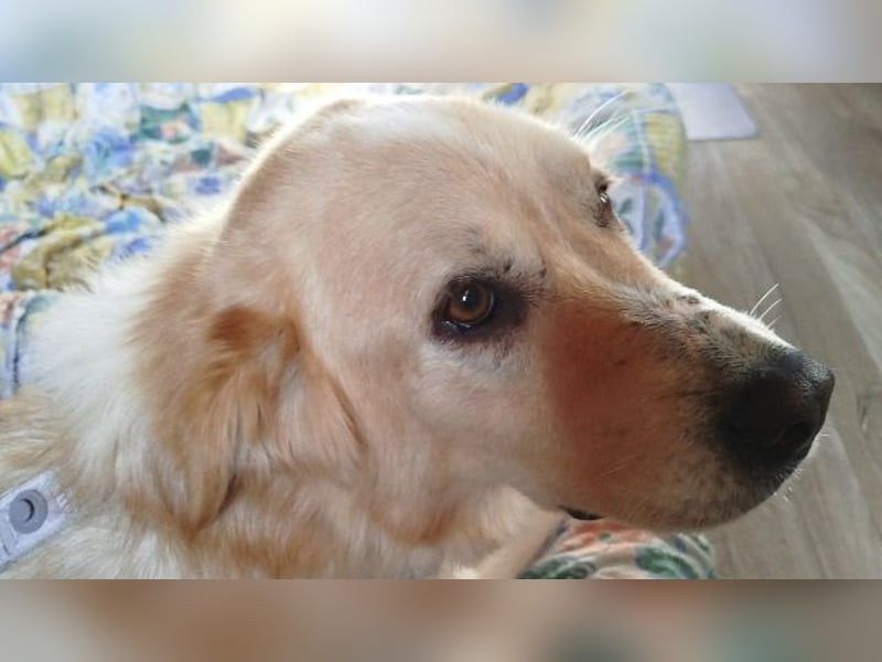 Mona - ein Herz auf 4 Pfoten