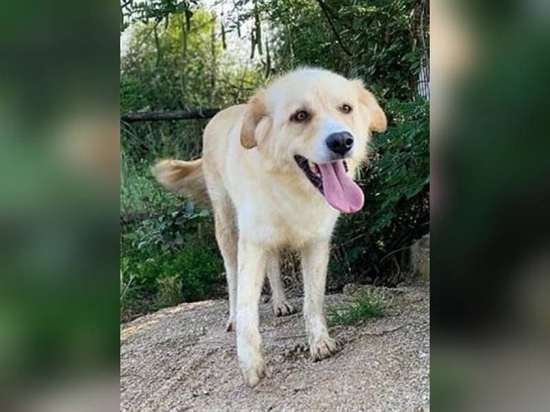 Mona - ein Herz auf 4 Pfoten