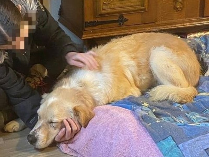 Mona - ein Herz auf 4 Pfoten