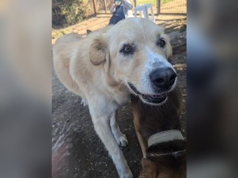 Mona - ein Herz auf 4 Pfoten