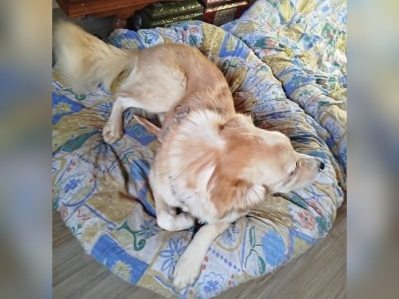 Mona - ein Herz auf 4 Pfoten