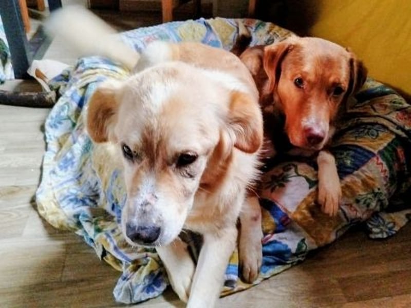 Mona - ein Herz auf 4 Pfoten