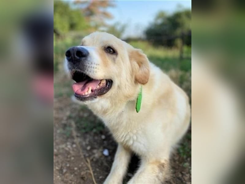 Mona - ein Herz auf 4 Pfoten