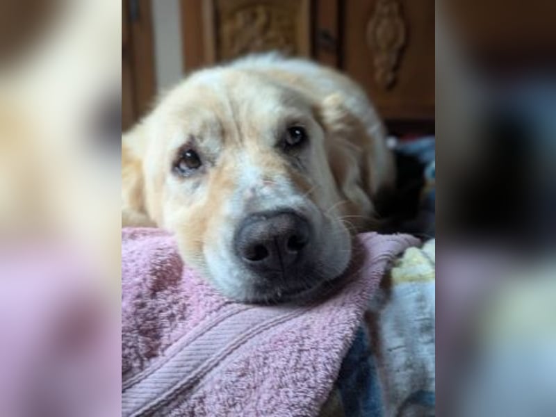 Mona - ein Herz auf 4 Pfoten