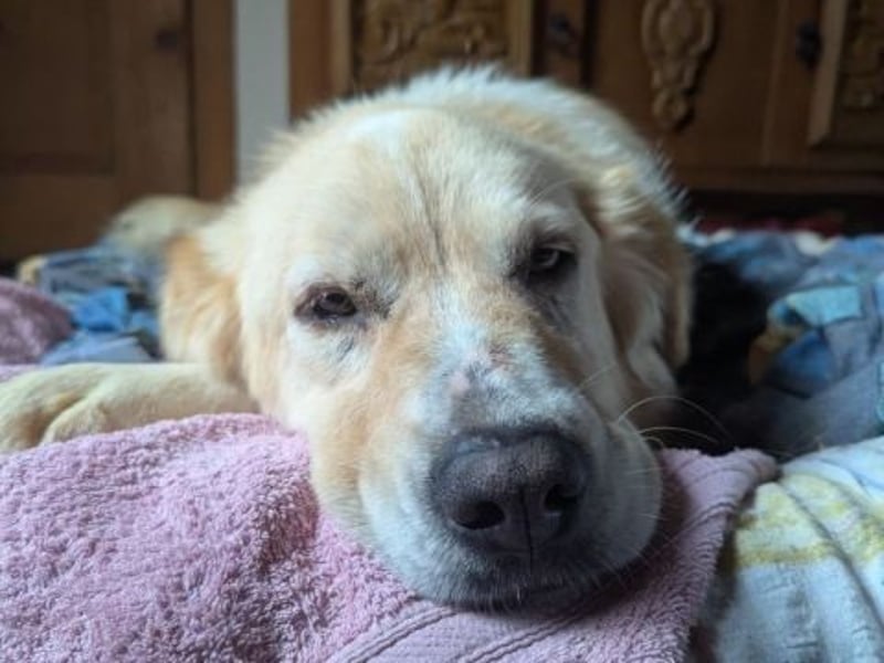 Mona - ein Herz auf 4 Pfoten