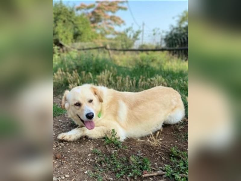 Mona - ein Herz auf 4 Pfoten