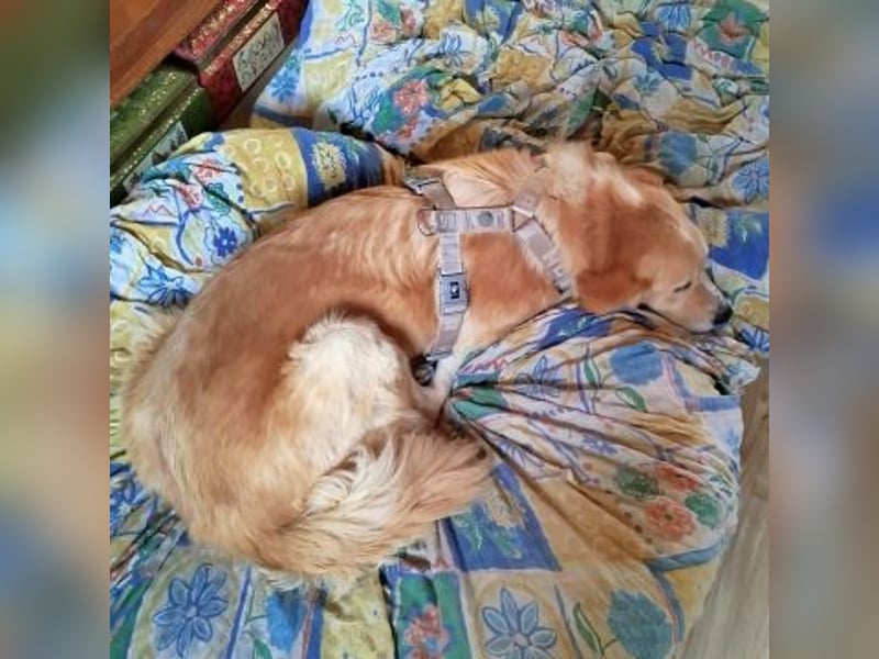 Mona - ein Herz auf 4 Pfoten