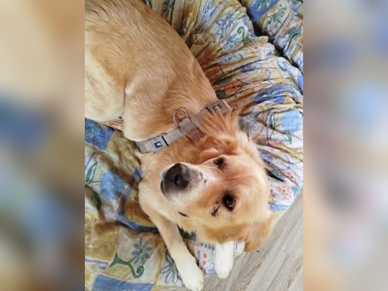 Mona - ein Herz auf 4 Pfoten