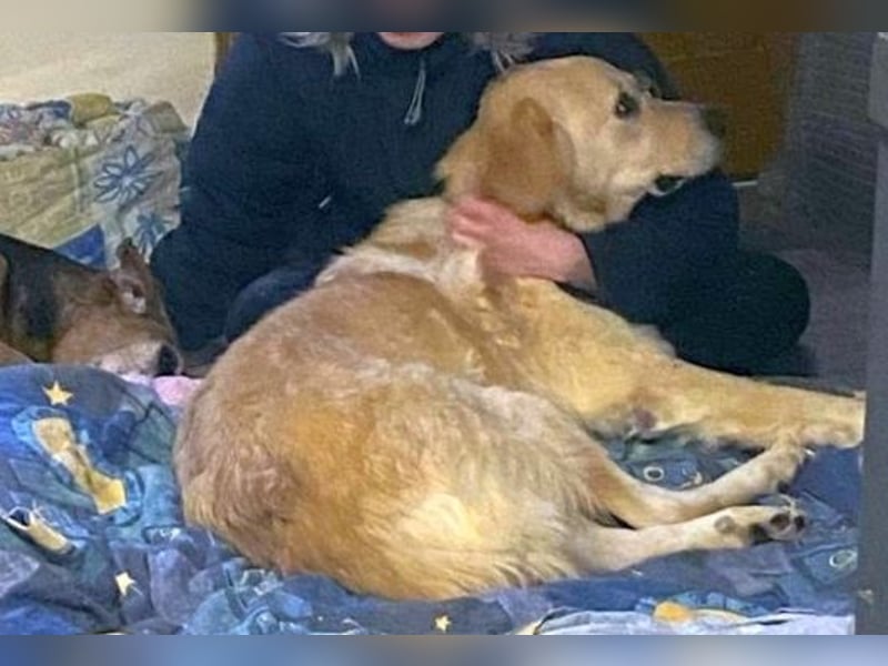 Mona - ein Herz auf 4 Pfoten