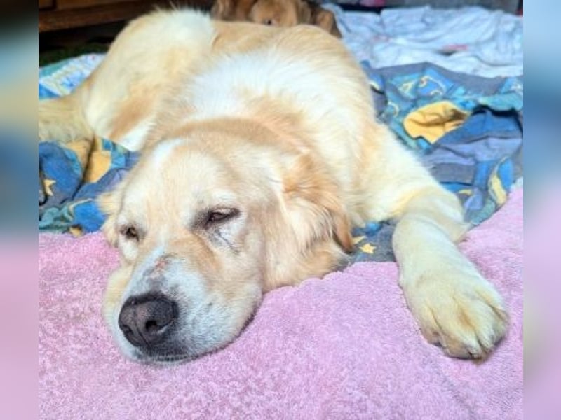 Mona - ein Herz auf 4 Pfoten