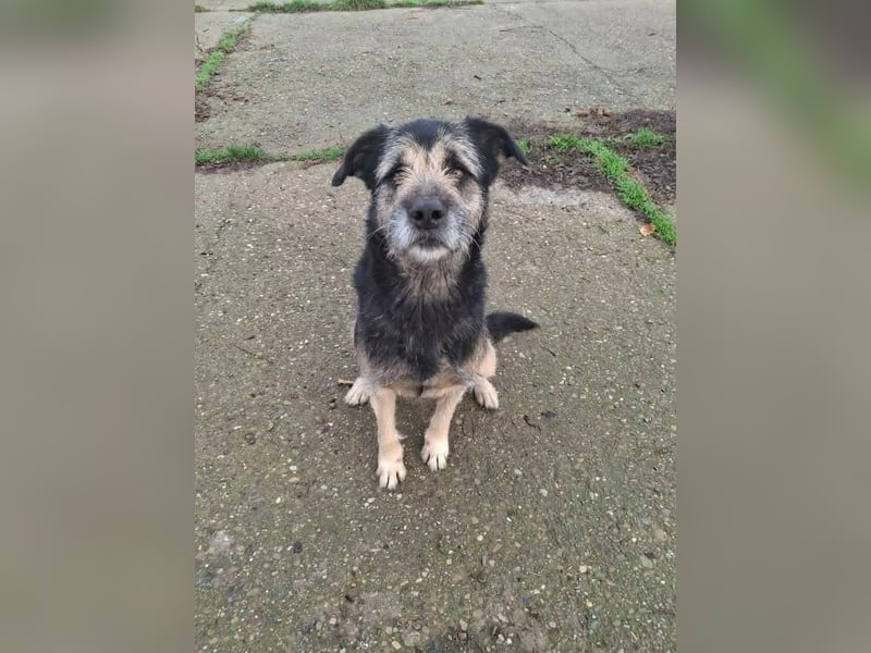 Teddy sucht sein Glück