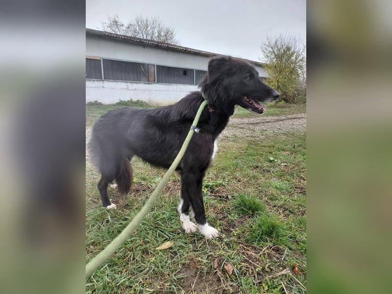 Luna – schwarze Schönheit sucht endlich sein Zuhause