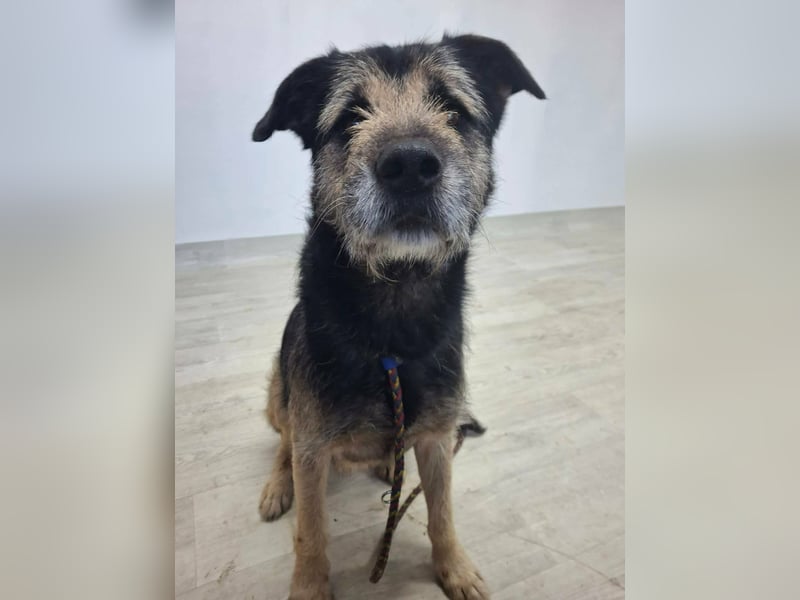 Teddy sucht sein Glück