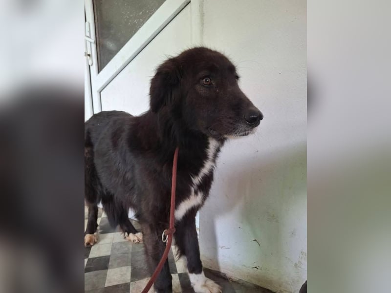 Luna – schwarze Schönheit sucht endlich sein Zuhause