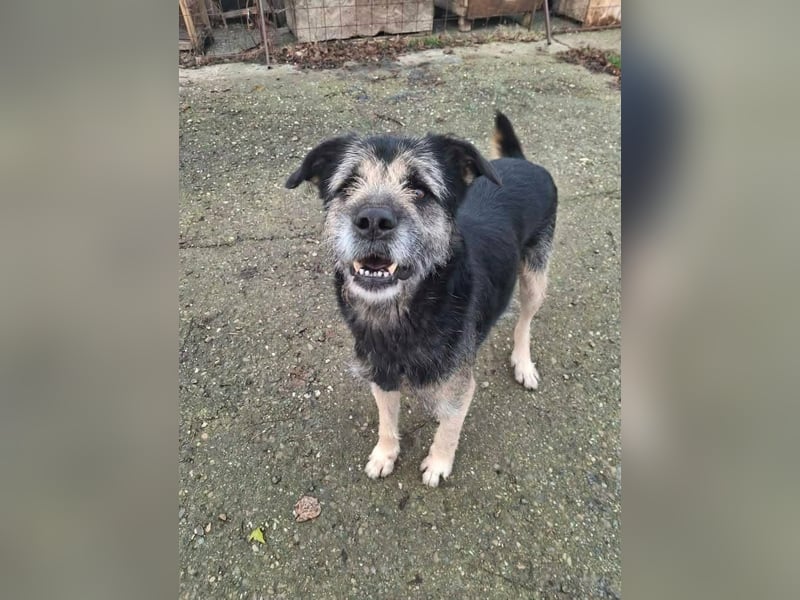 Teddy sucht sein Glück