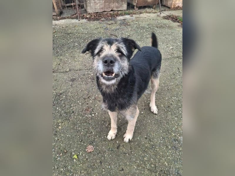 Teddy sucht sein Glück