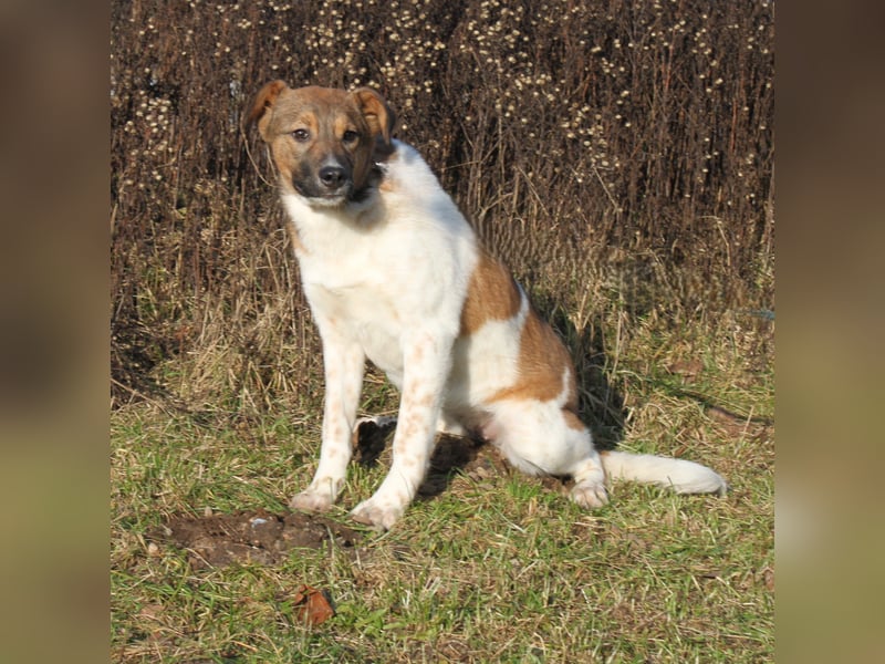 Nica - Eine muss wohl die Letzte sein