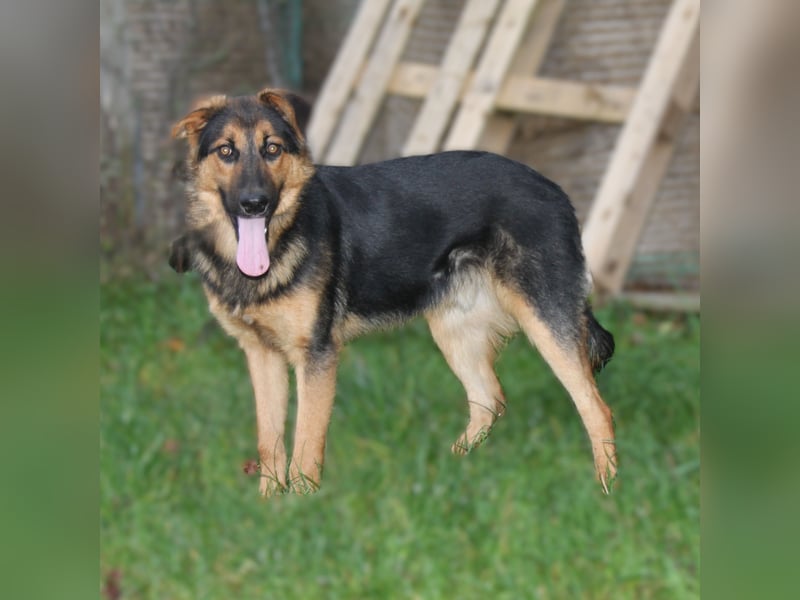 Lucky - Für-Immer-Glück gesucht