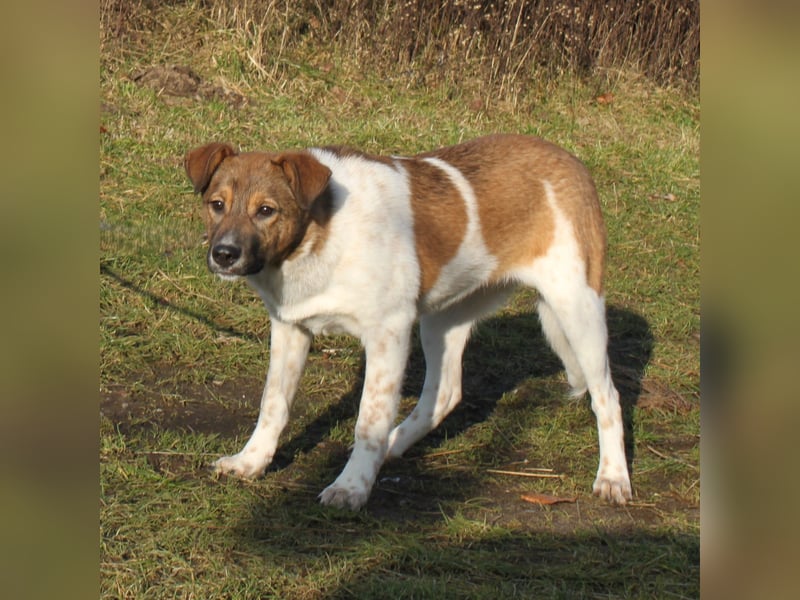 Nica - Eine muss wohl die Letzte sein