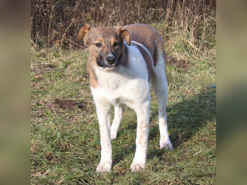 Nica - Eine muss wohl die Letzte sein