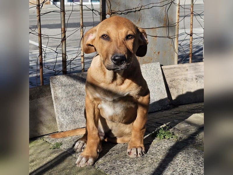 Lenny - liebevoll kuschliges Körbchen gesucht