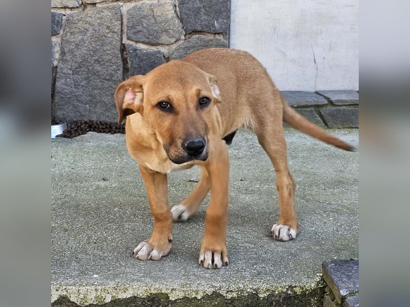 Lenny - liebevoll kuschliges Körbchen gesucht